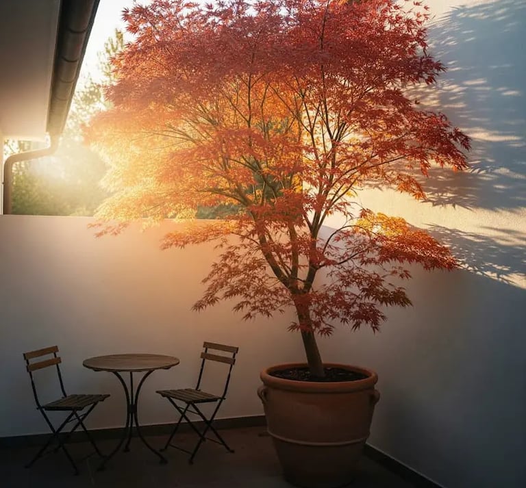 arce japonés orientado a sol naciente