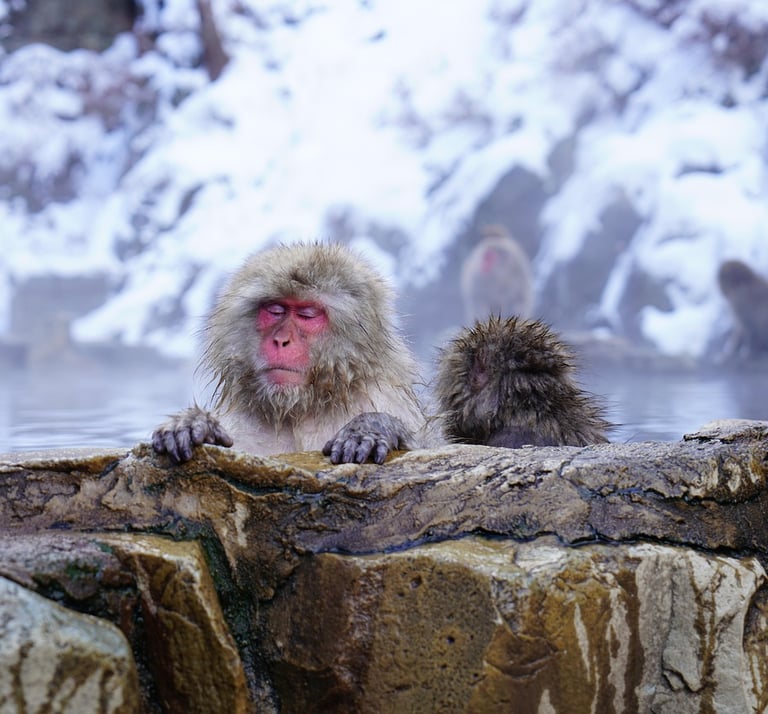 Nagano Snow Monkey Resort