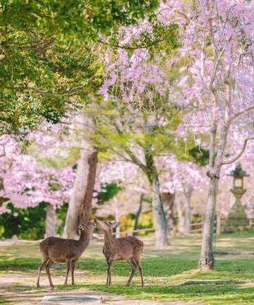 Nara Deer Park