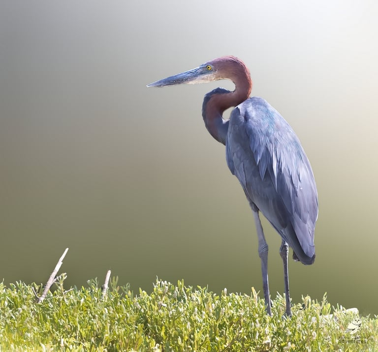 Goliath Heron | Birding Adventures Gambia