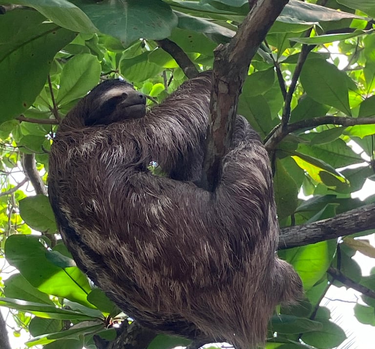 Sloth in a tree at camping babsita on the carribean coast in costa rica