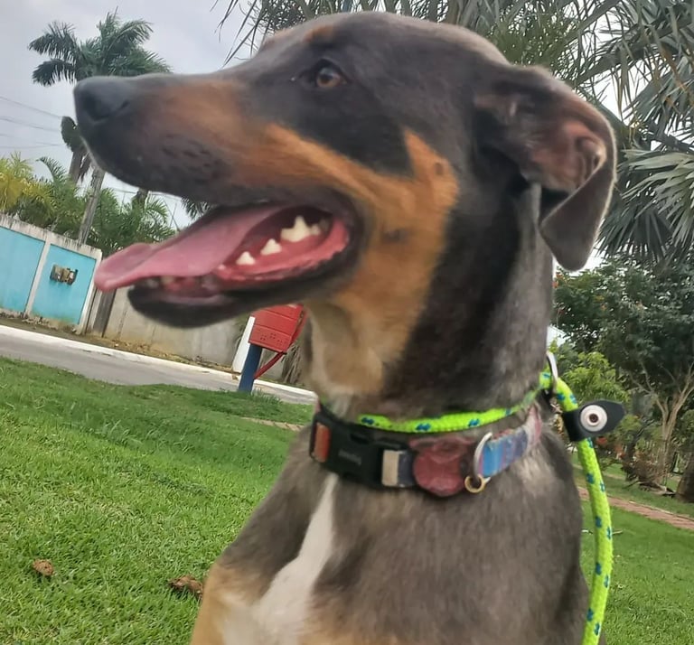 a dog wearing a collared collared dog collared dog collared dog collar