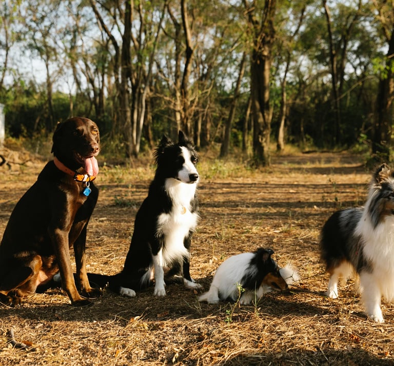 Rééducation comportementale chien à Bayonne – réactivité, anxiété, agressivité