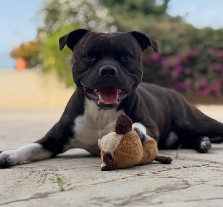 staffordshire bull terrier tigrato e bianco cucciolo grecalestaffs