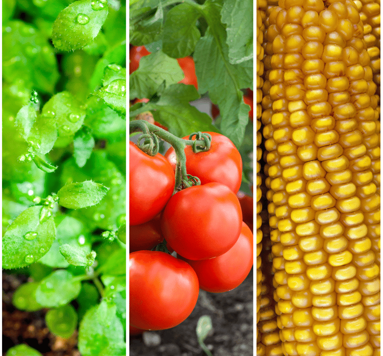 Biotecnologia agritech colombia