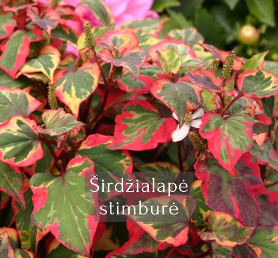 Širdžialapė stimburė