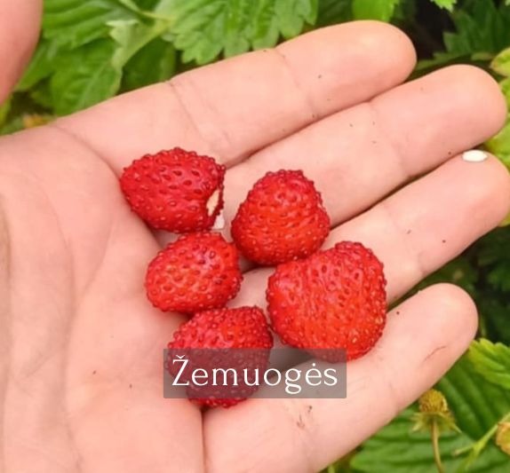 Žemuogės remontantinės