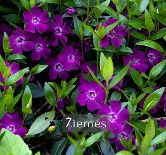 Žiemės