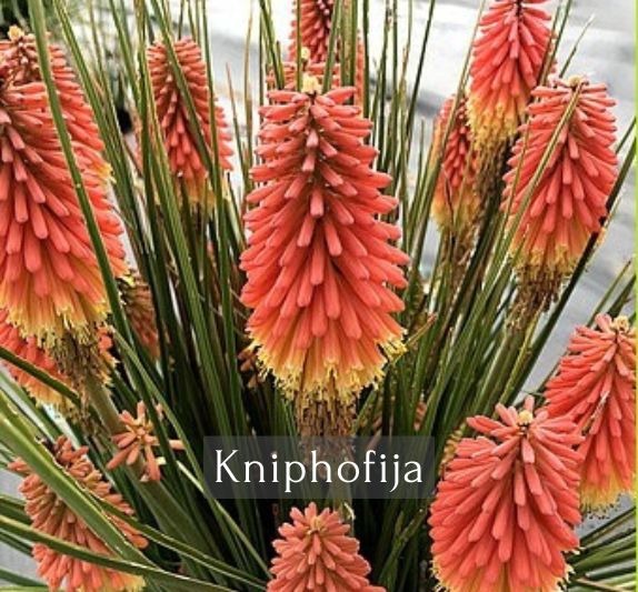 Kniphofija