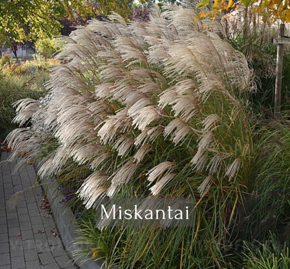 Miskantai