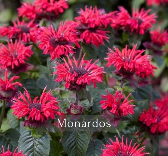 Monardos