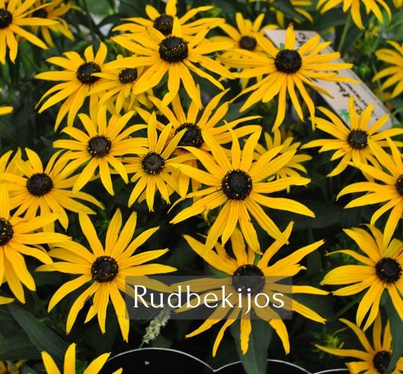 Vibrant yellow Black-eyed Susan flowers, also known as Rudbekijos, in a blooming summer garden.