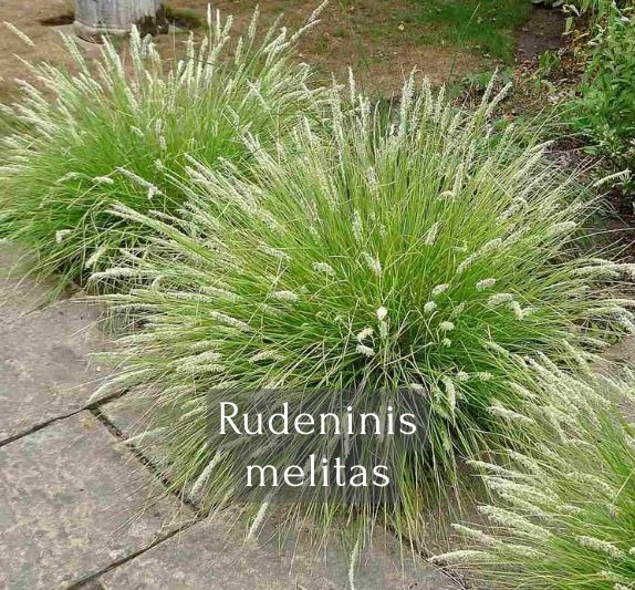 Rudeninis melitas