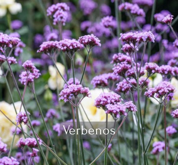 Verbenos
