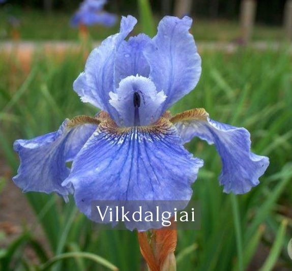 Vilkdalgiai