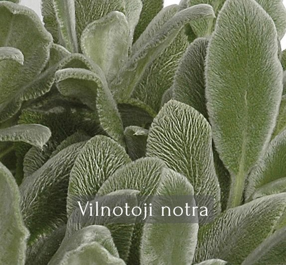 Vilnotoji notra
