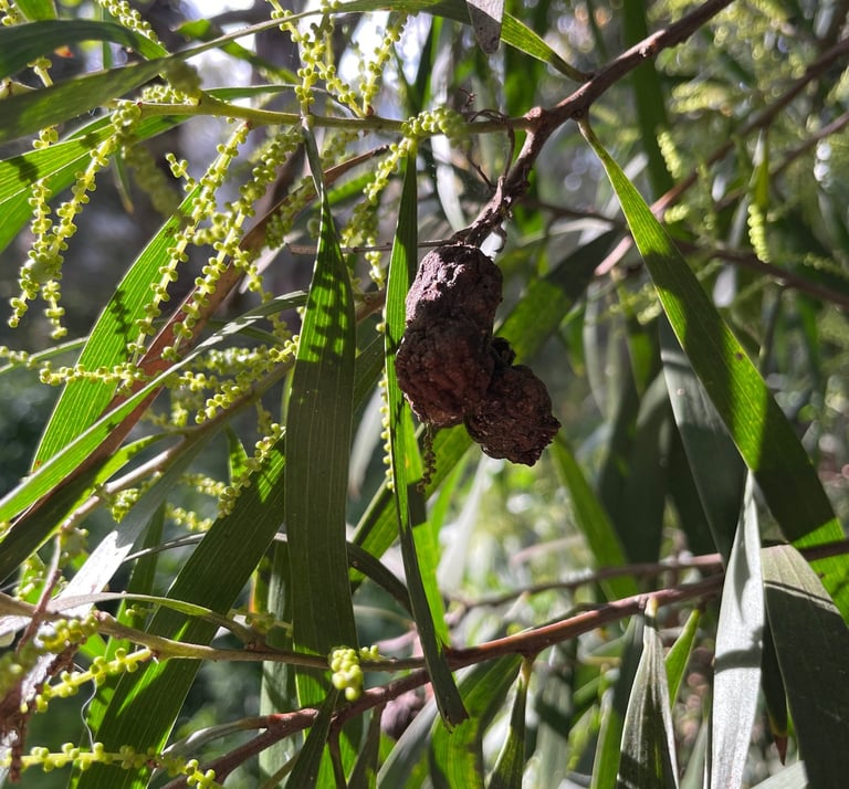 Acacia tree with wattle gal