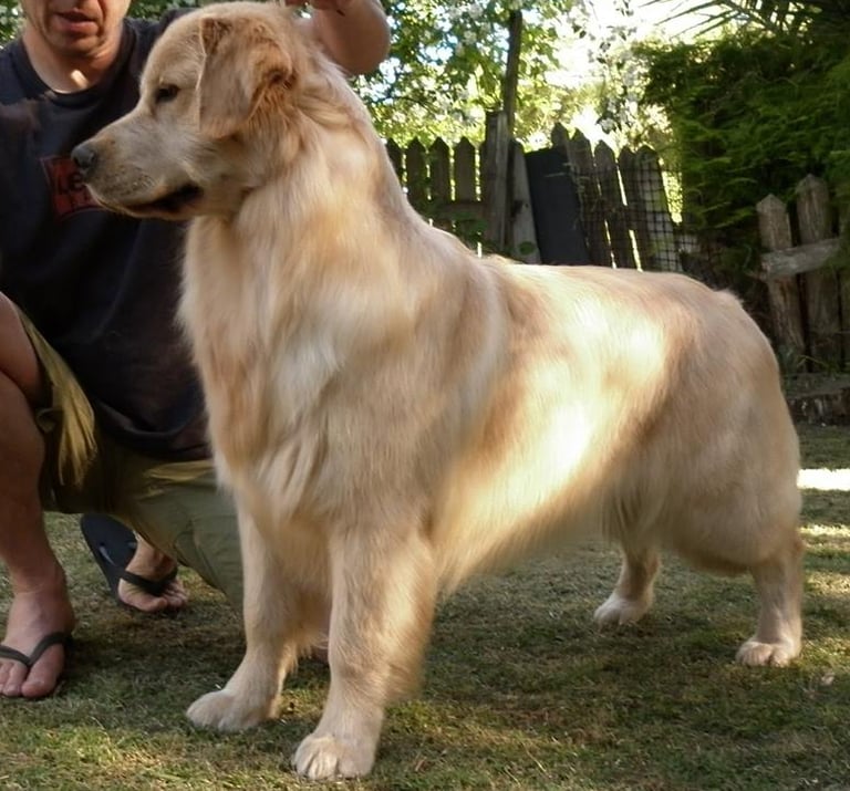 adiestrador PROFESIONAL UBA