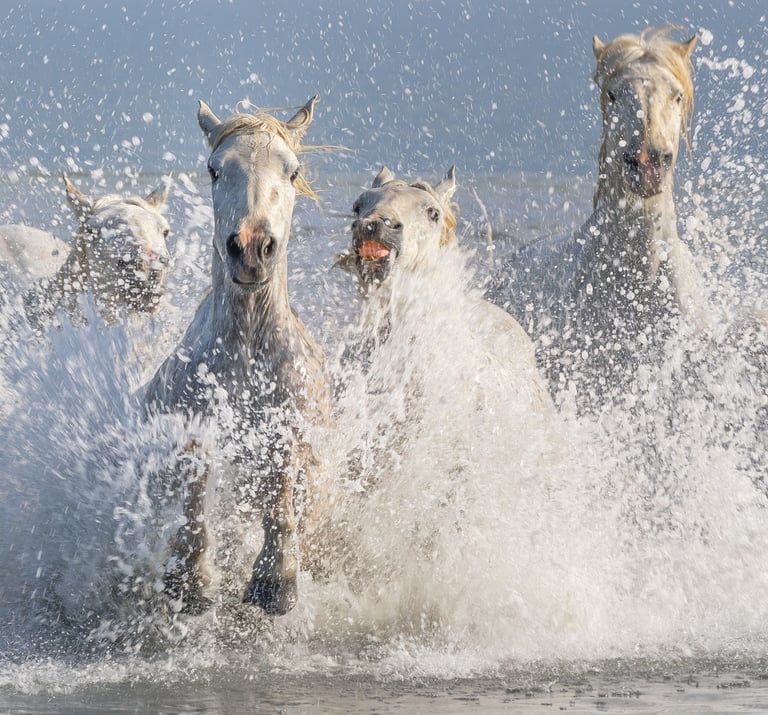 a group of horses running through the water