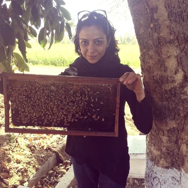 A female beekeeper holds a wooden frame covered in honeybees at an outdoor apiary.