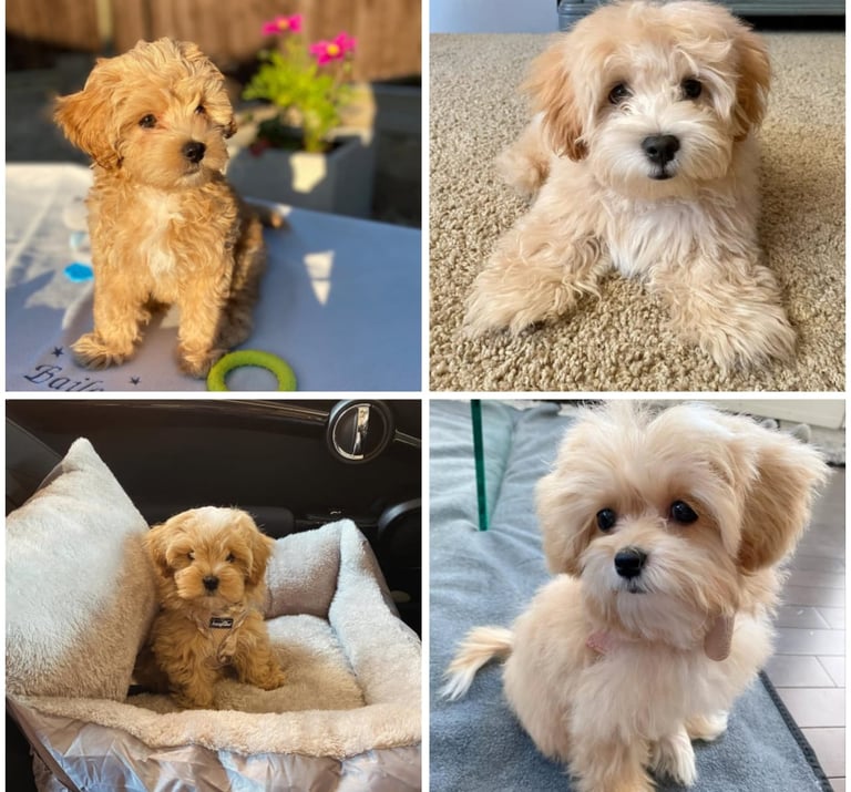 Maltipoo Puppies for Sale Near Me
