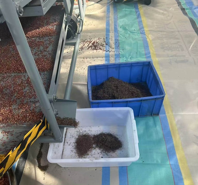 remove the Sichuan pepper's seeds and stems