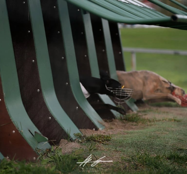 whippets start box kuva: Mikko Säe