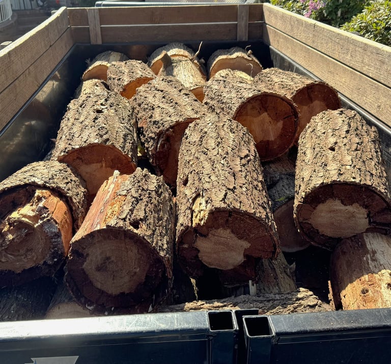 Tree trunk rounds in trailer after a tree removal in Kenmore Washington