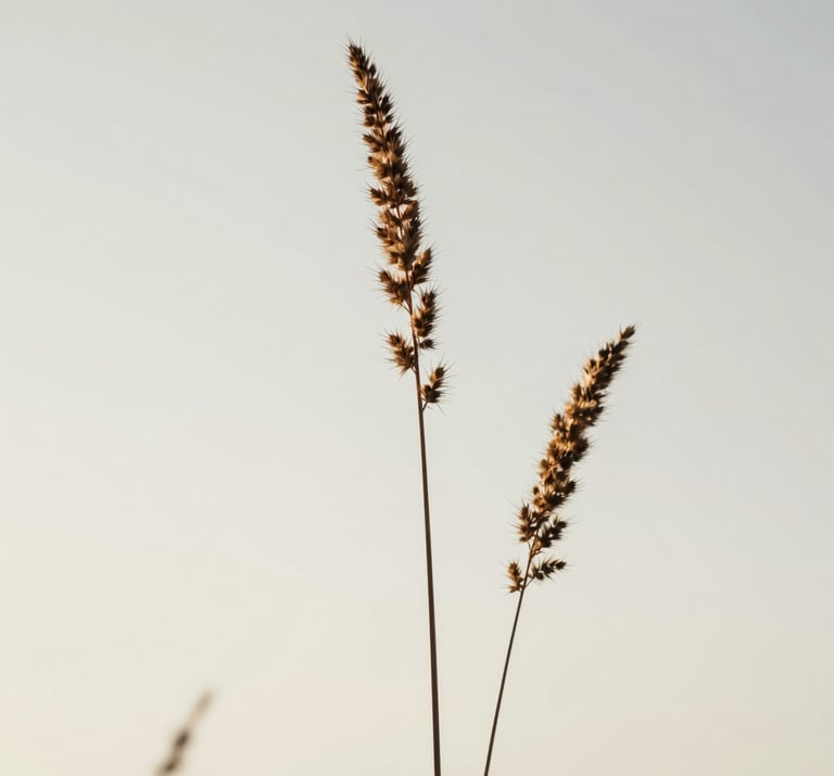 Close-up of dried prairie grass against a soft off-white sky, minimalist and modern composition, North American / US landscape, calm and artistic expression.