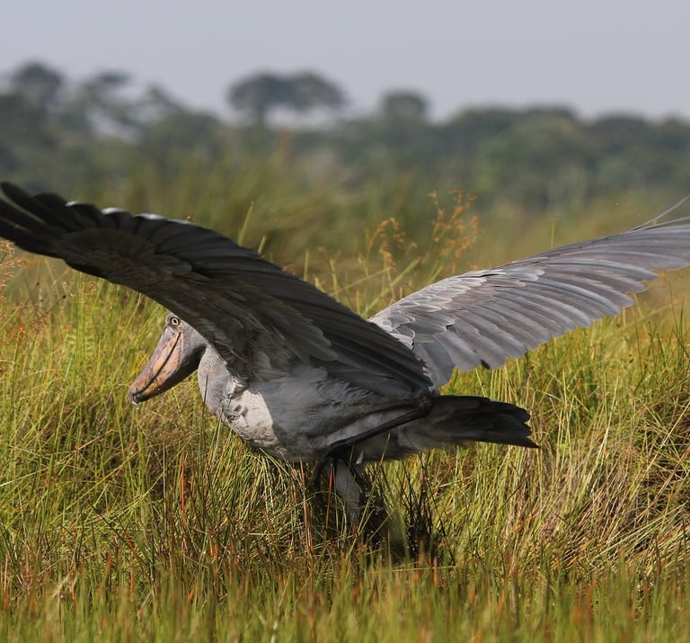 elegant_shoebill_stork