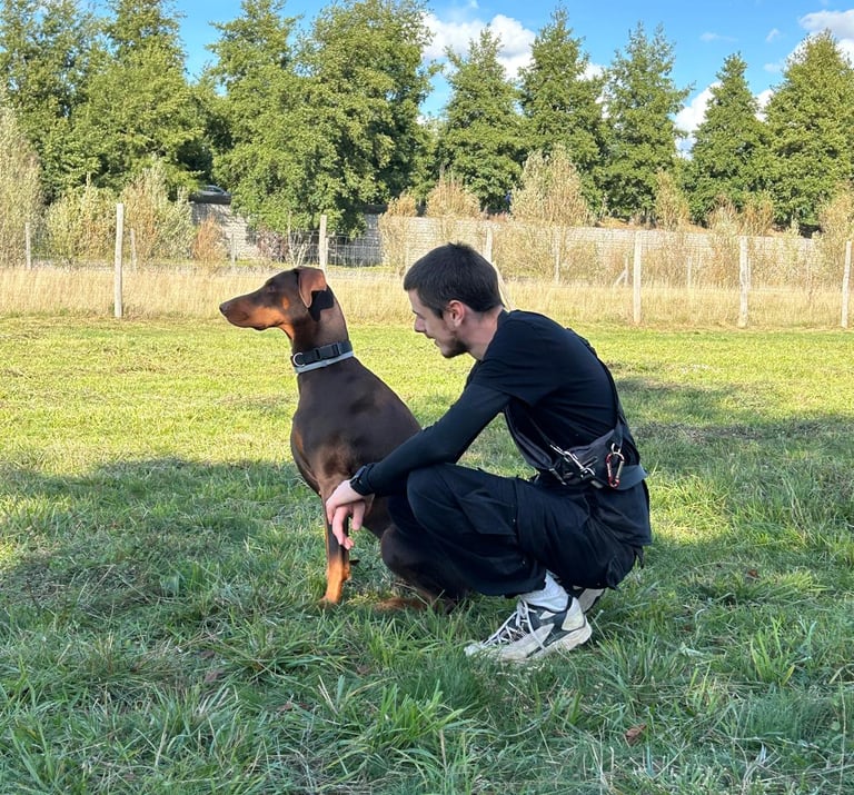 Un doberman marron est assis à côté d'un homme dans un champ pendant un entraînement d'obeissance