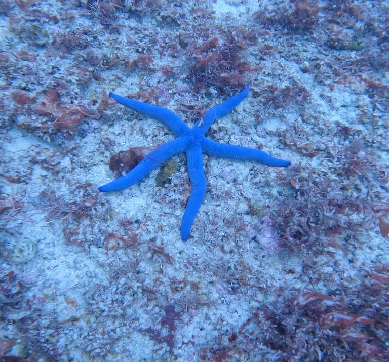 A vibrant blue starfish rests on a sandy ocean floor surrounded by marine reef plants and coral.