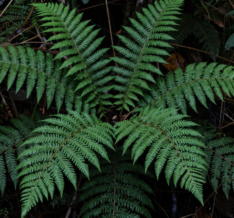 A close-up photograph of lush ferns in the damp forest undergrowth, deep green leaves with detailed texture, soft natural light, North American woodland setting.