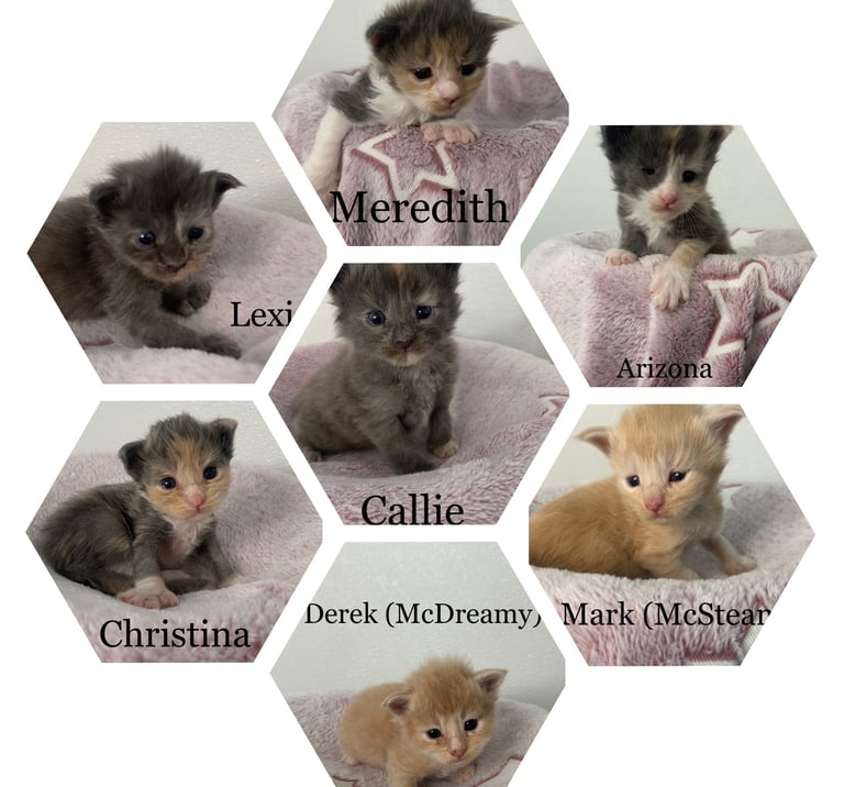 Maine Coon kitten greys anatomy