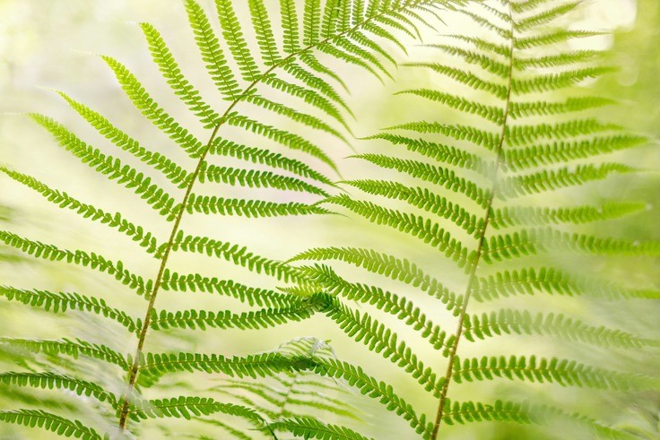 green fern leaves