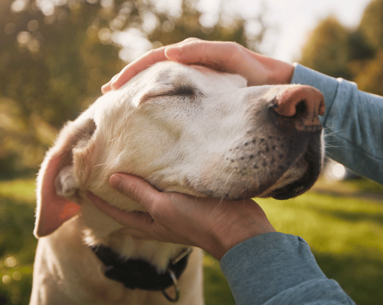 Hund wird sanft am kopf gestreichelt