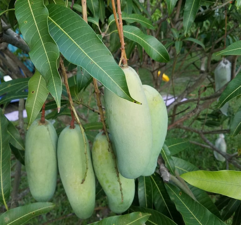 Fresh green raw mangoes hanging from a tropical tree branch with lush green leaves.