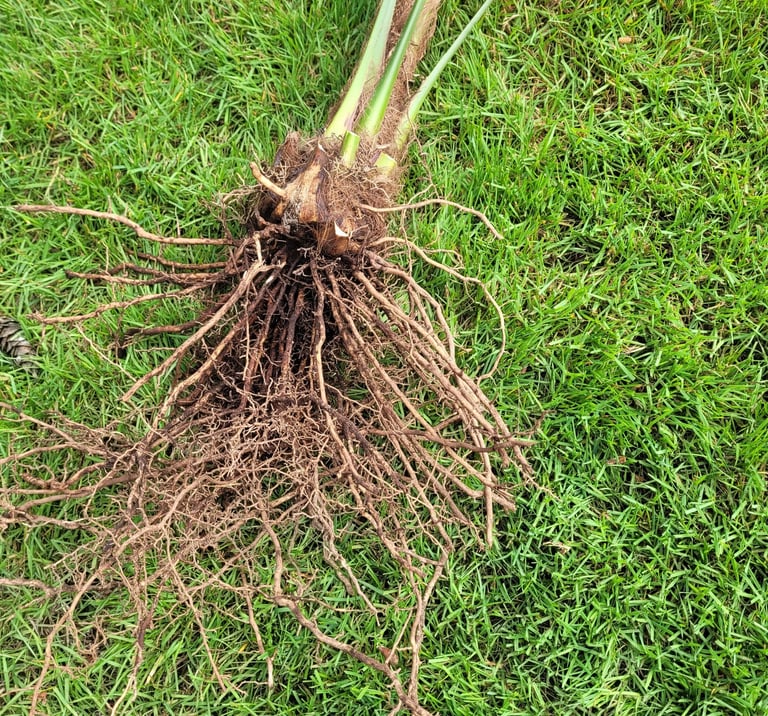 windmill palm root ball