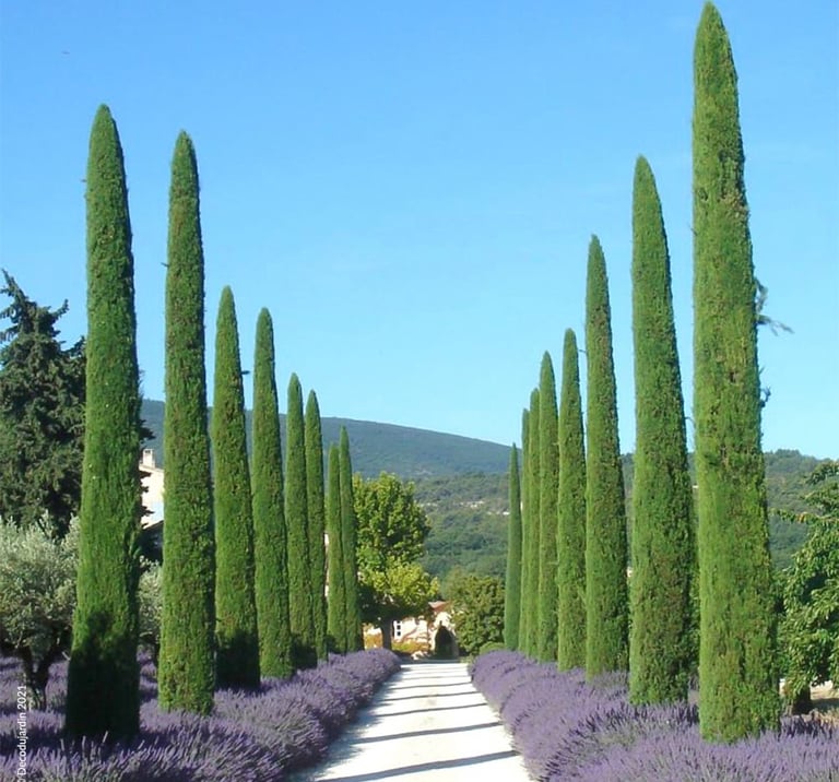 parc mas Provençal