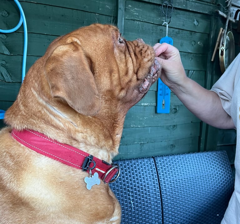 Step 1: Lilou getting a treat before she gets her ears cleaned