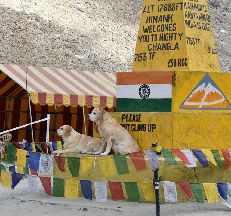 Dog Boarding, Dog Boarding near me, Pet Boarding, Pet Boarding near me, Dog Care, Happy Pettings