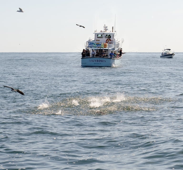 Rain bait, anchovies Montauk Fall