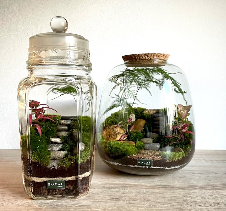 un bocal de plantes différentes - un terrarium unique