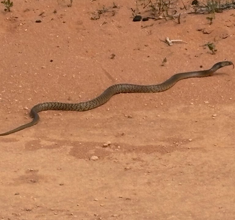 A Dugite snake slithering across the road in the carpark Little Lagoon Denham WA