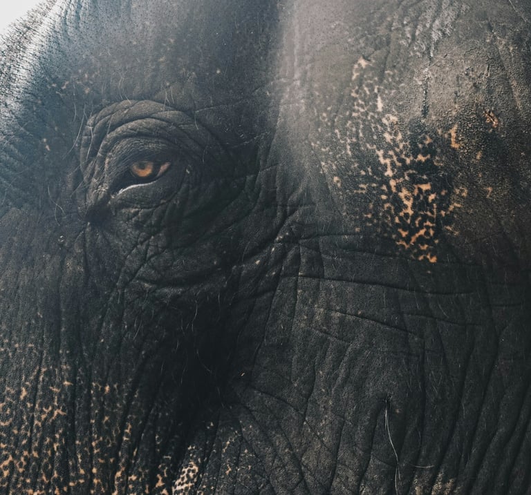 Elephant camp, Munnar, Kerala