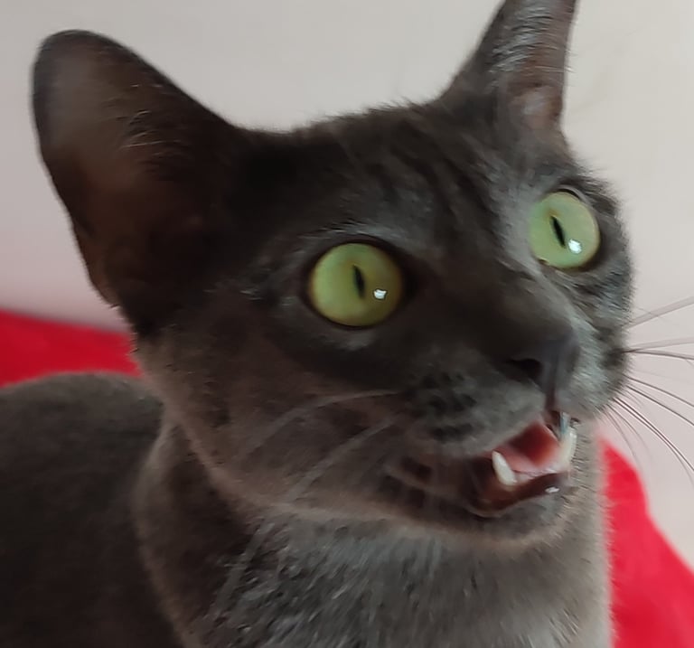 Ojos Verdes