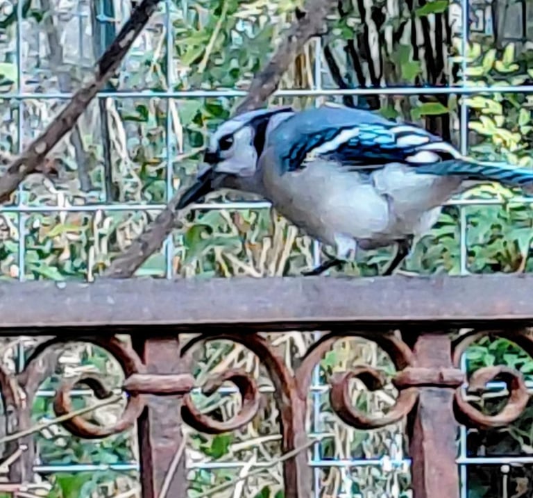 Texas bluebird perched on a wrought iron rail.