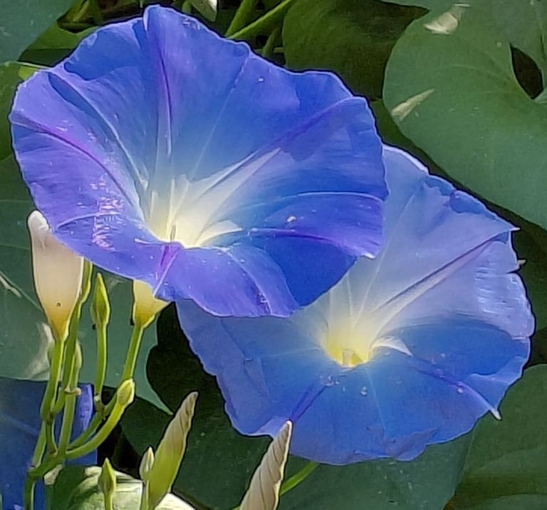 Closeup of two blue flowers 