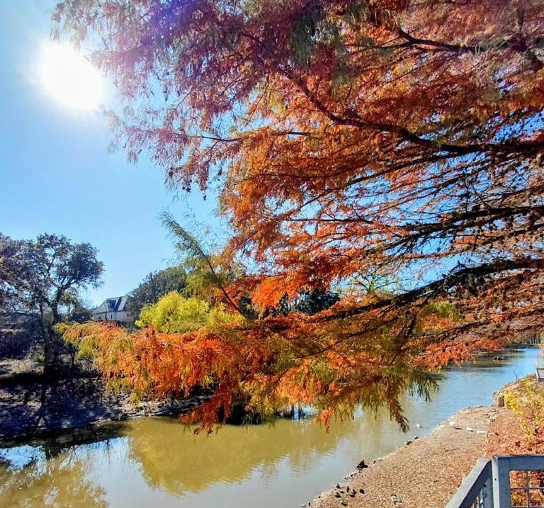 Tree branches with fall colors with river in background
