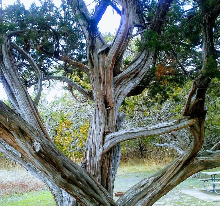 Cedar tree with curved branches and table in background